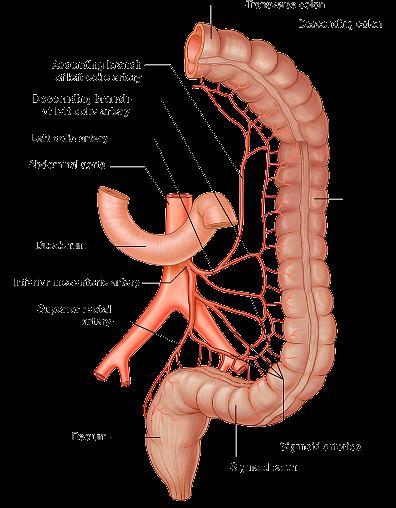 肠系膜下动脉 (Superior Mesenteric