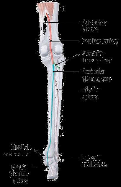 收肌管裂孔腘动脉 (popliteal artery) 腘窝下角 胫前动脉 (ant. tibial a.