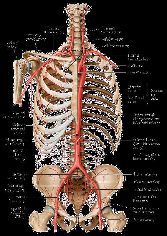体循环的动脉 (Arteries of Systematic Circulation) 主动脉 (The Aorta) 升主动脉 (ascending aorta)