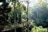 望 天 树 林 是 亚 洲 热 带 雨 林 的 代 表 树 种, 属 龙 脑 香 科 植 物, 高 可 达 七 八 十 米, 树 冠 高 举 于 一 般 仅 有 三 四 十 米 高 的 热 带 雨 林 林 冠 层 上, 如 鹤 立 鸡 群, 是 东 南 亚 热 带 地 区 最 高 的 树 木, 被